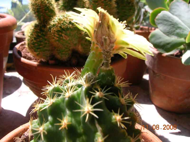 hamatocactus setispinus