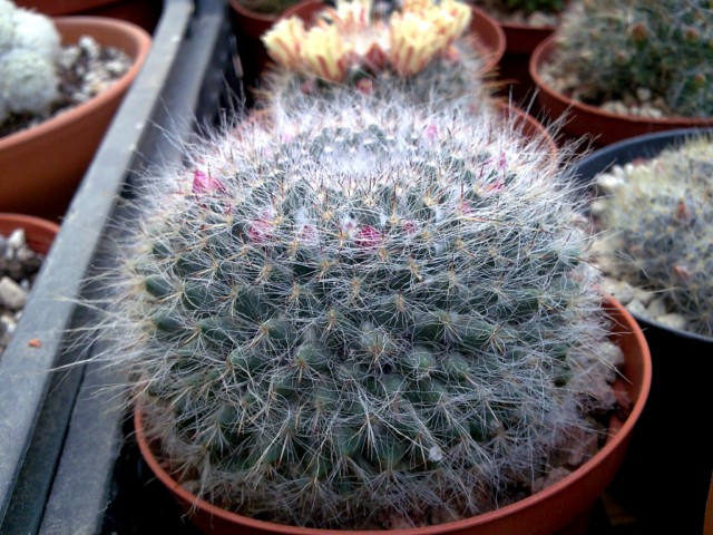 Mammillaria hahniana 
