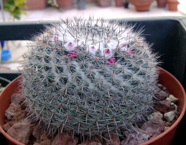 Mammillaria hahniana 