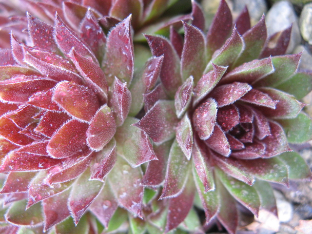 sempervivum cv. 'hart'