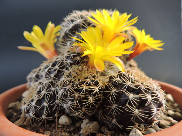 Sulcorebutia breviflora ssp. haseltonii WR198