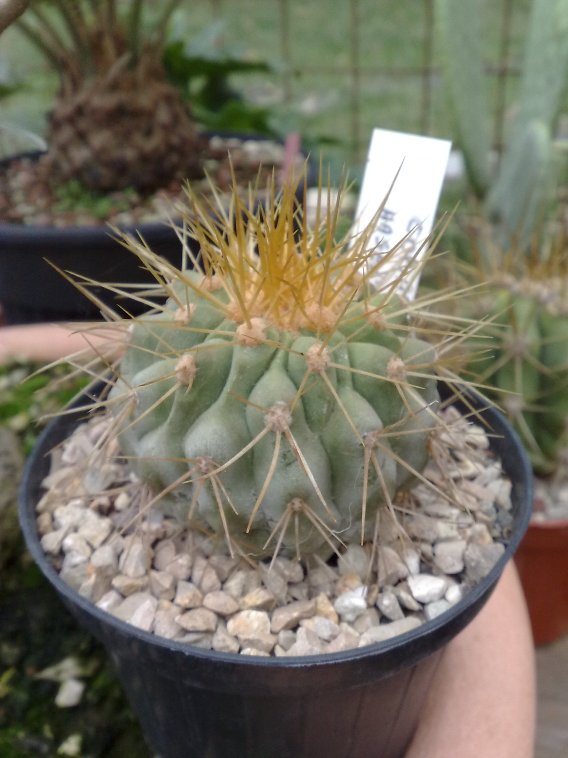 Copiapoa haseltoniana 