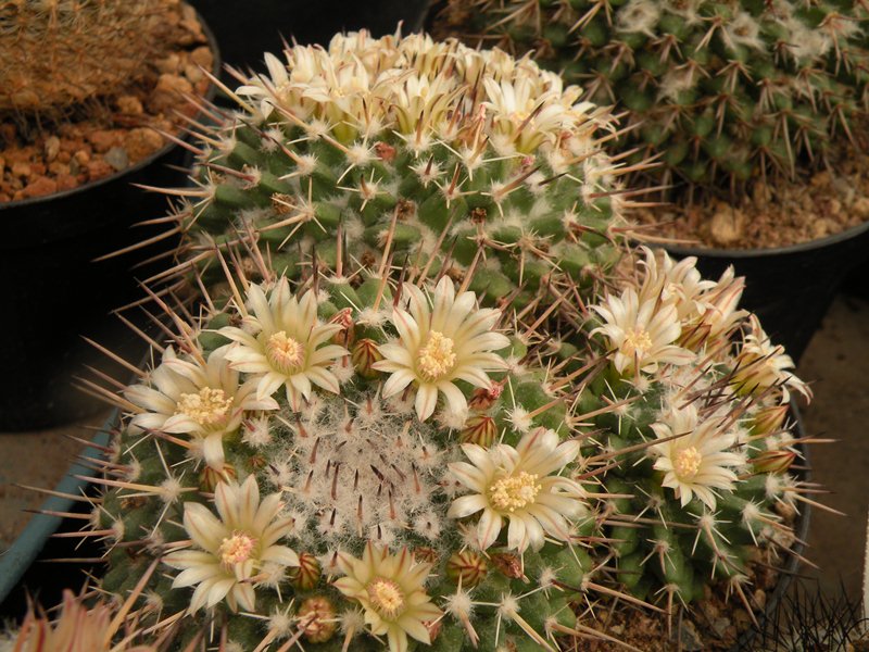 Mammillaria hastifera 