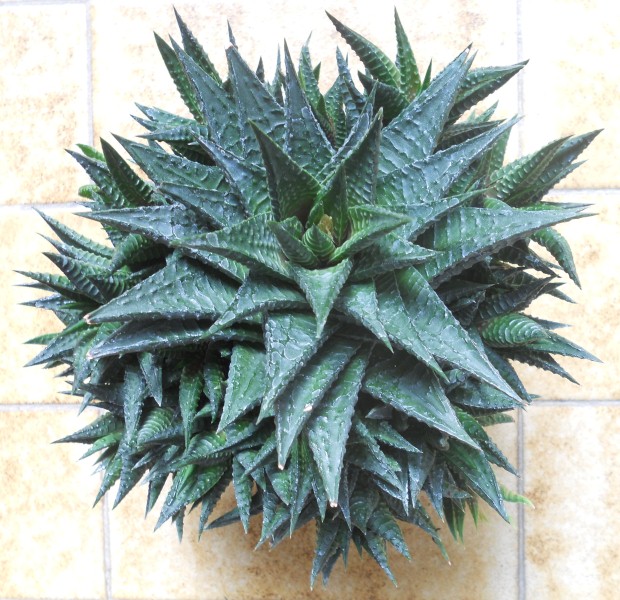 Haworthia limifolia 