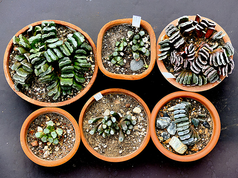 Haworthia truncata 