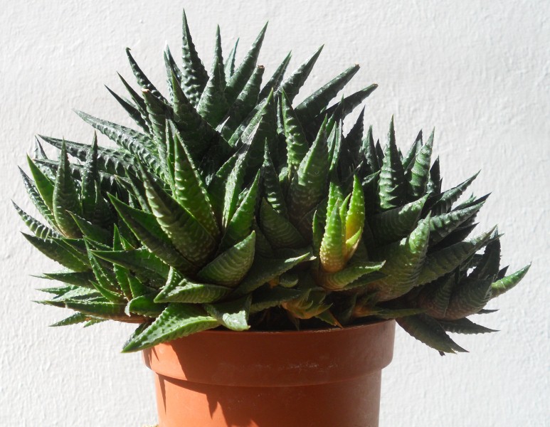 Haworthia limifolia 