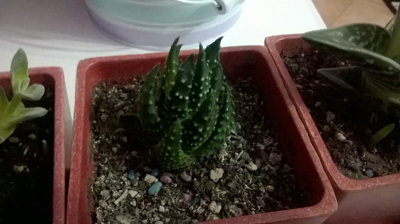  Haworthia 