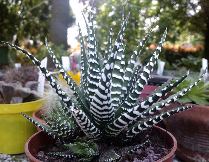 Haworthia attenuata 