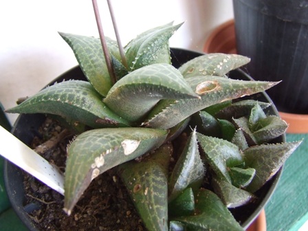 Hawortia tessellata 