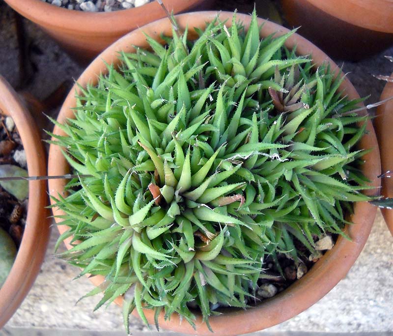 haworthia chloracantha v. denticulifera