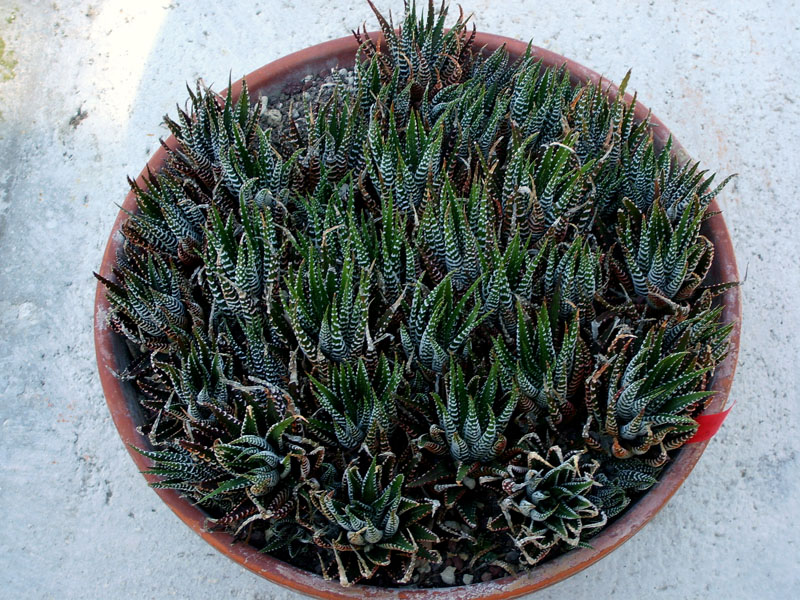 Haworthia attenuata 