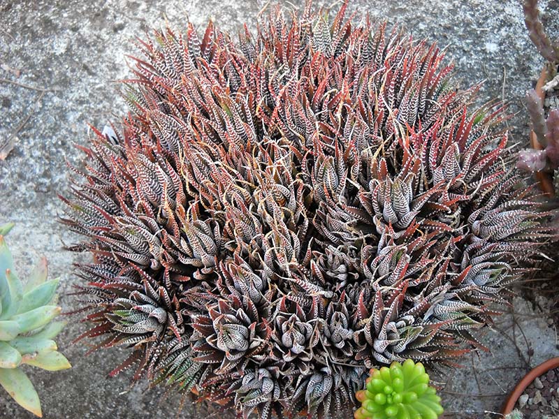 Haworthia attenuata 