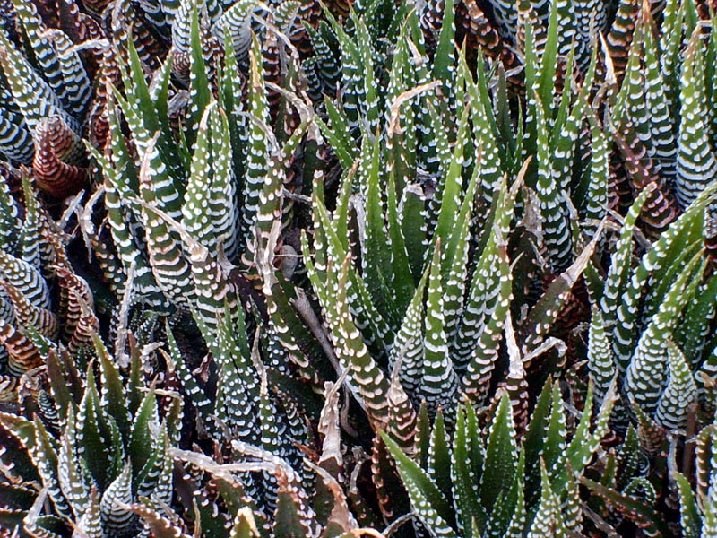 Haworthia attenuata 