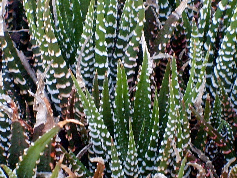 Haworthia attenuata 