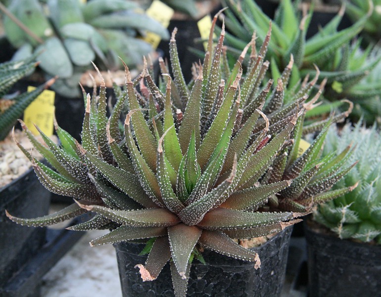 haworthia attenuata