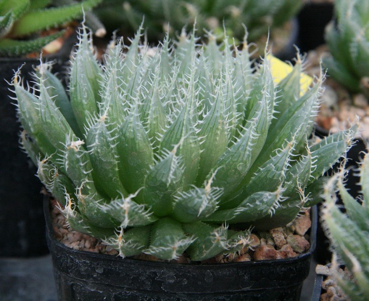 Haworthia bolusii 