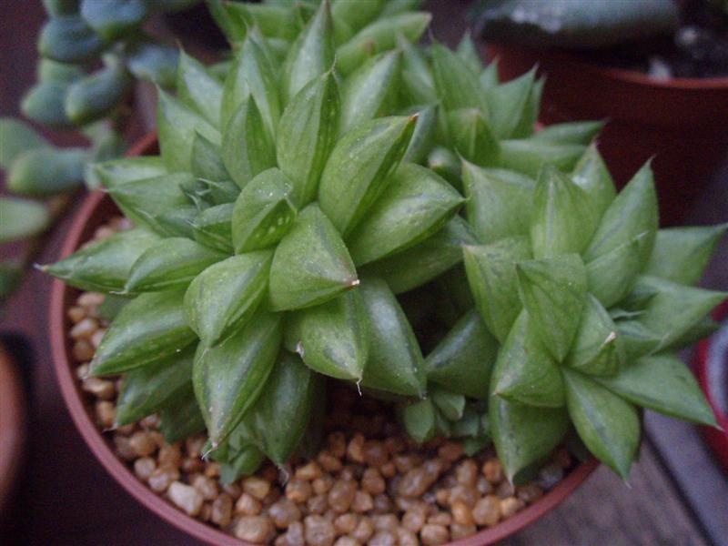 Haworthia cymbiformis 