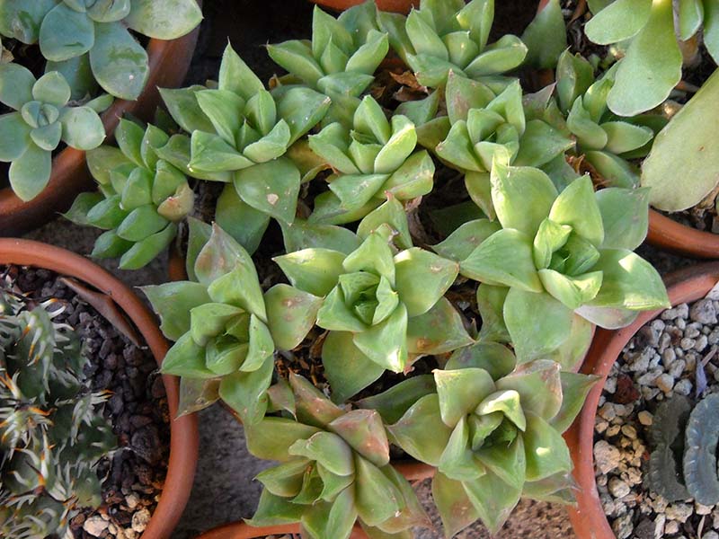 Haworthia cymbiformis 