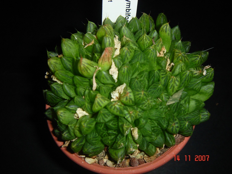 Haworthia cymbiformis v. obtusa 