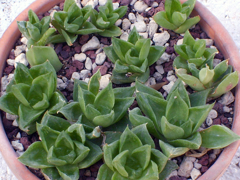 Haworthia cymbiformis 