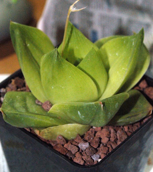 haworthia cymbiformis cv. rose