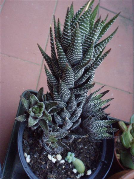 Haworthia fasciata 