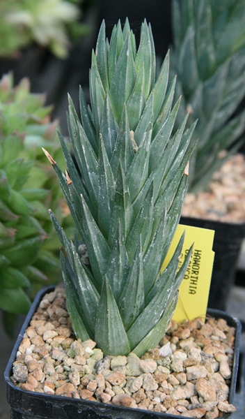 Haworthia glauca 