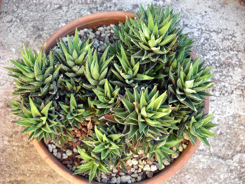 Haworthia jacobseniana 