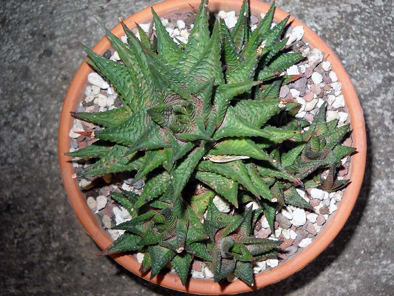 Haworthia limifolia 