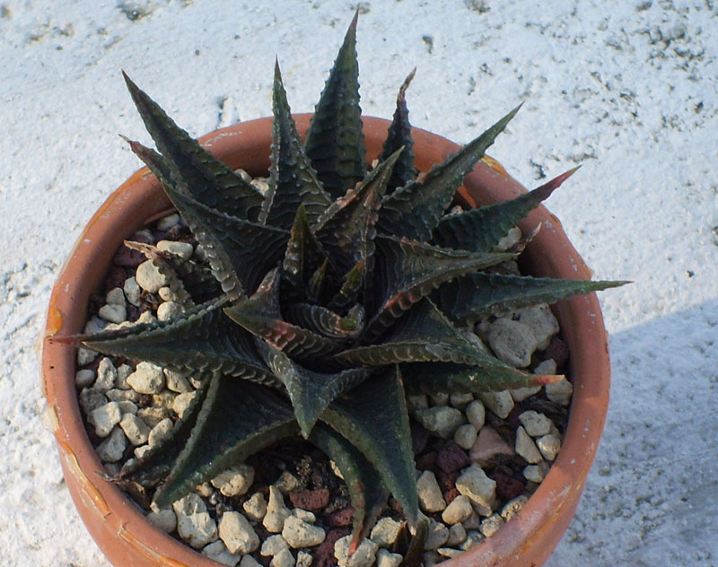 Haworthia limifolia 