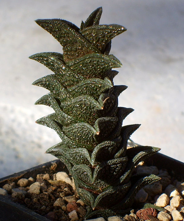 Haworthia nigra 