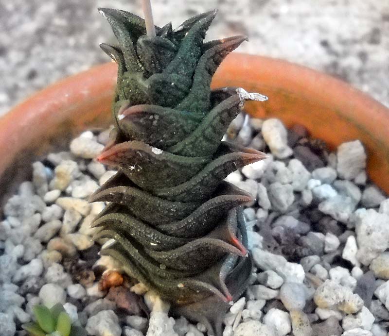 Haworthia nigra 