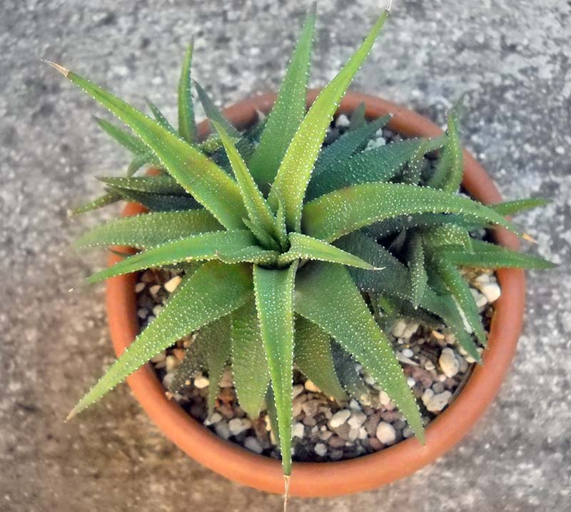 Haworthia rugosa 