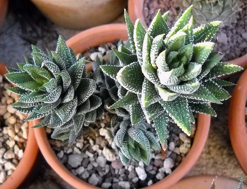 haworthia reinwardtii