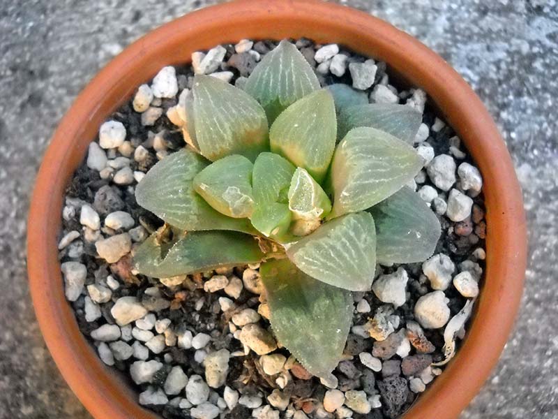 Haworthia retusa 