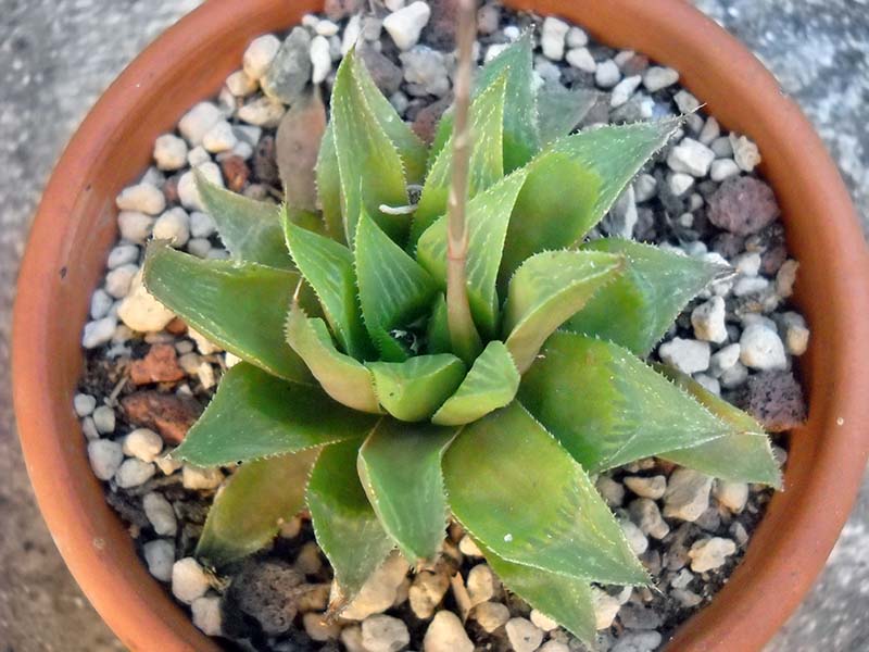 Haworthia longifolia 