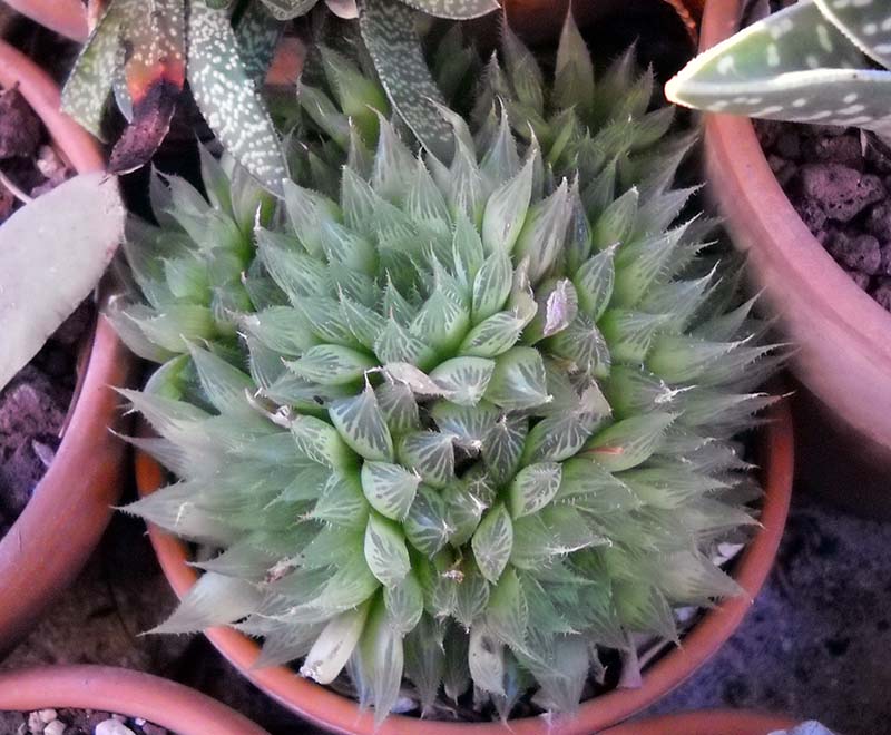 haworthia sp.