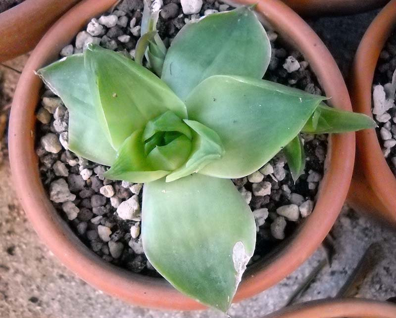 Haworthia sp. 