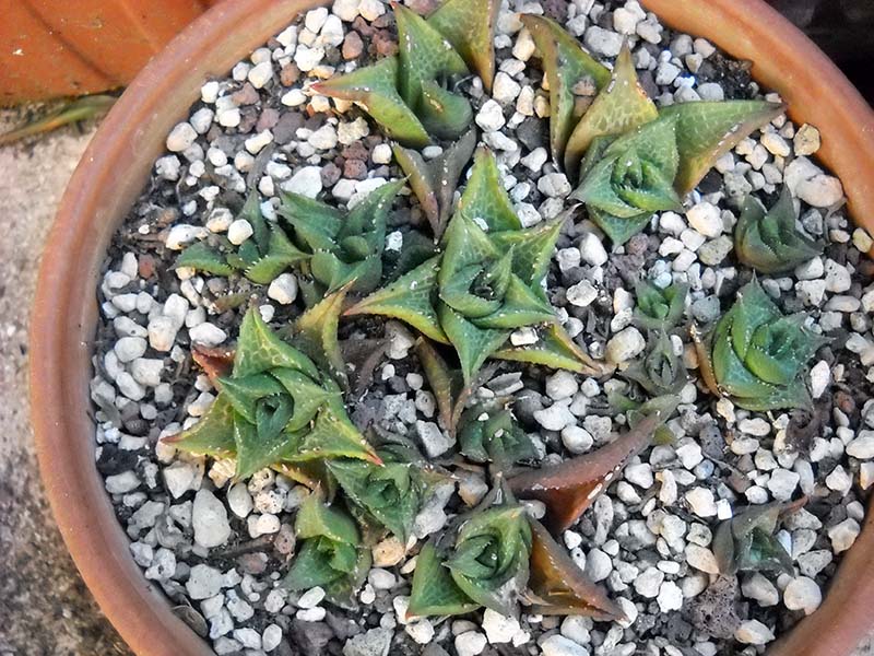 Haworthia tessellata 