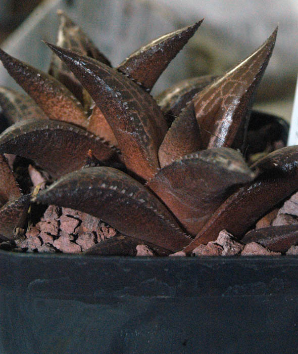 Haworthia tessellata 