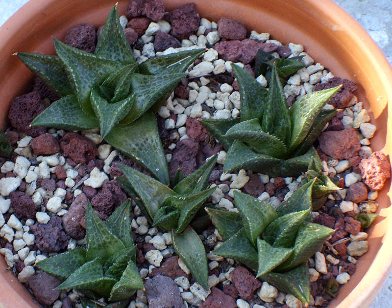 Haworthia tessellata 