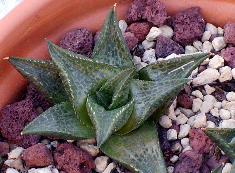 Haworthia tessellata 