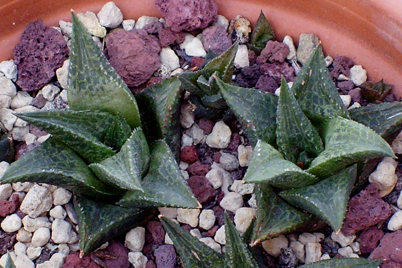 Haworthia tessellata 