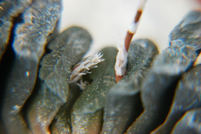 Haworthia truncata 