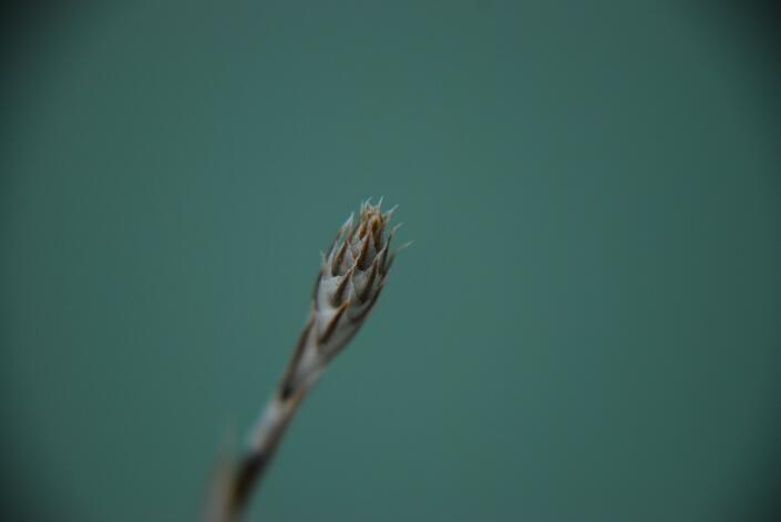 Haworthia truncata 