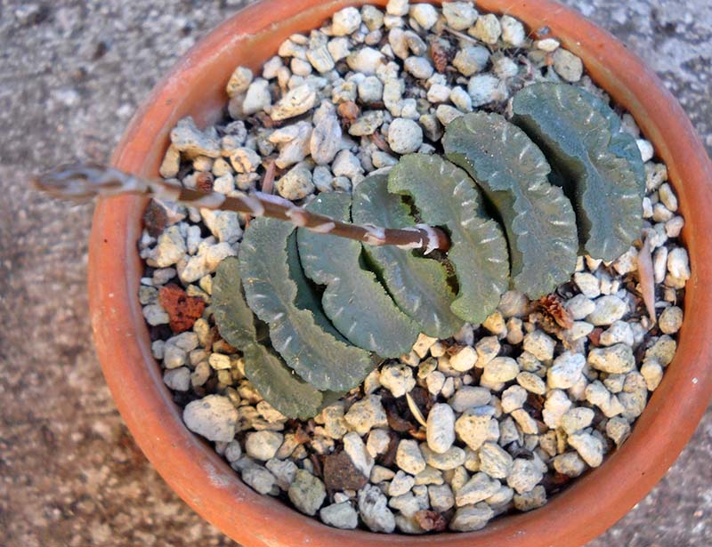 Haworthia truncata 