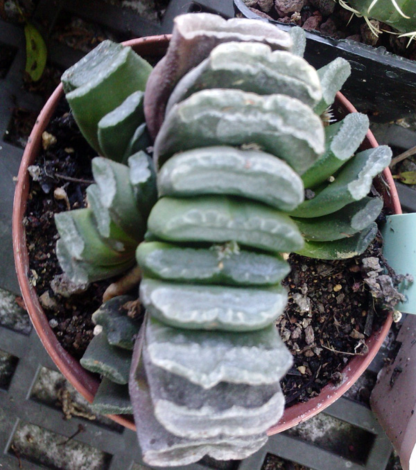 Haworthia truncata 