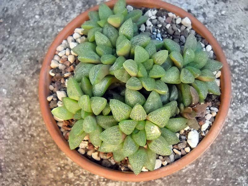 Haworthia turgida v. suberecta 