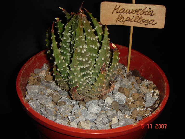 Haworthia papillosa 