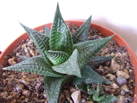 Haworthia limifolia 